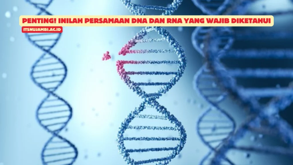 Persamaan-DNA-dan-RNA